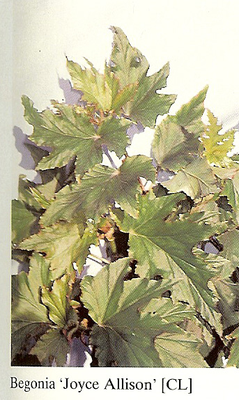 B. ‘Joyce Allison’